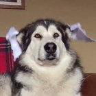 Spoopy doggo