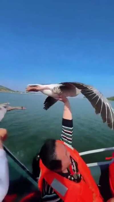 bird flying while being held by a person