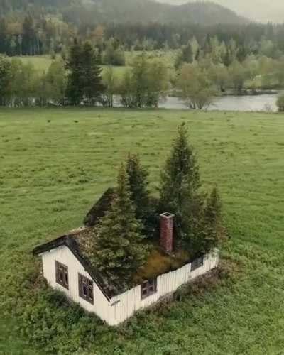 ? A beautiful, abandoned Norwegian cabin being reclaimed by nature ?