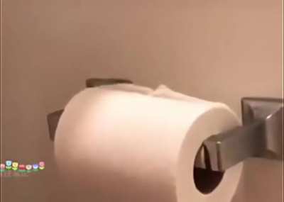 Cats with OCD