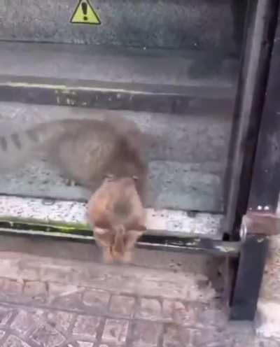 Cats are liquid