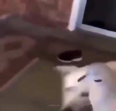 Bird die