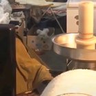 Jump Around dog