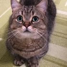 meow
