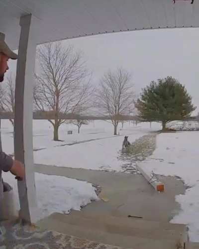 To stop a Great Dane