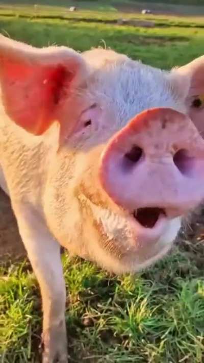With Extra Piggy Power?