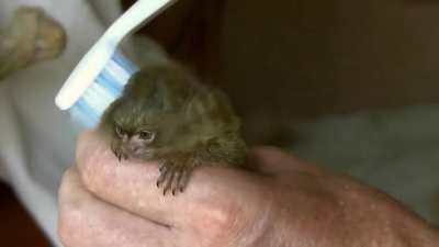 ? Baby Marmoset Loves being Brushed ?