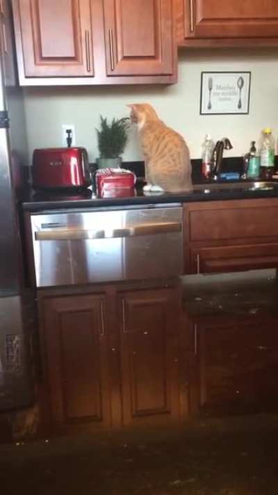 The tail flip