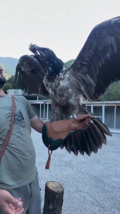Bearded vulture, their diet is 90% bones.