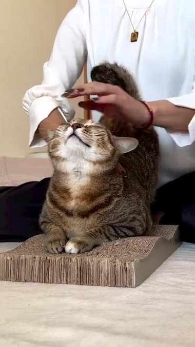 Massage Cat ?