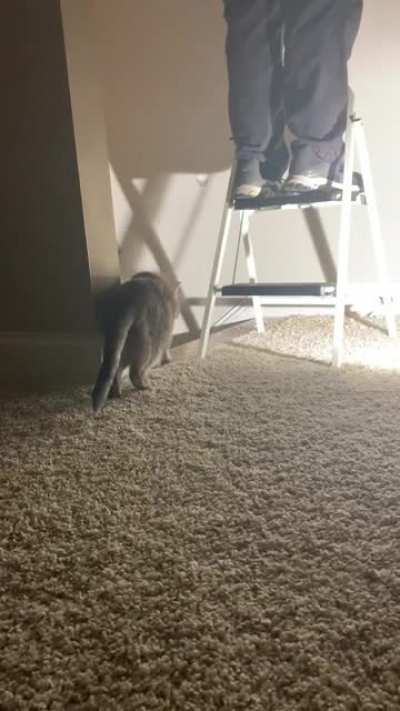 Hammer + chisel = 1 jumpy cat