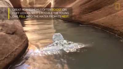 ? A young Great Horned Owl swimming
