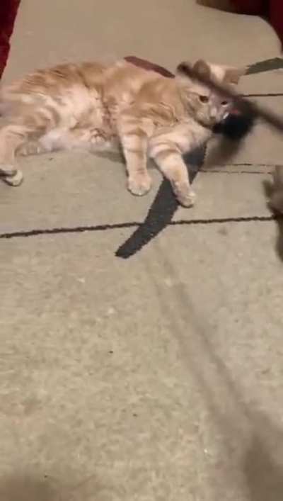 Played instead of a cat and went to kiss her again, the balance in nature is broken ? [OC]