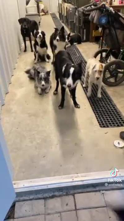 Every dog knows his name !