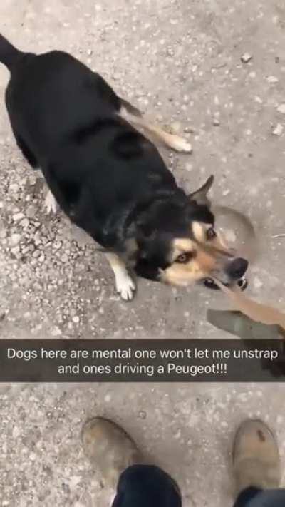 Who let the dogs out