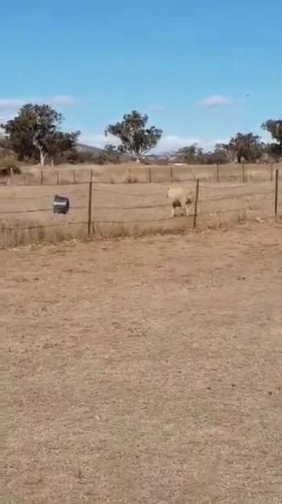 Sheep de Soleil