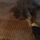 My cat forgetting how to cat? (she does this when she gets overexcited)