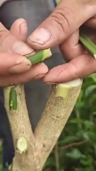 Grafting is a horticultural technique whereby tissues of plants are joined so as to continue their growth together
