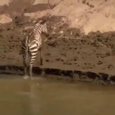 ? Zebra calmly avoids Croc attack