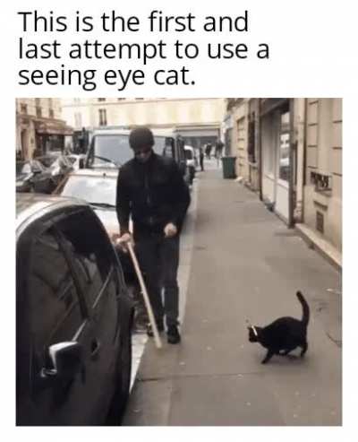 Never use a seeing eye cat