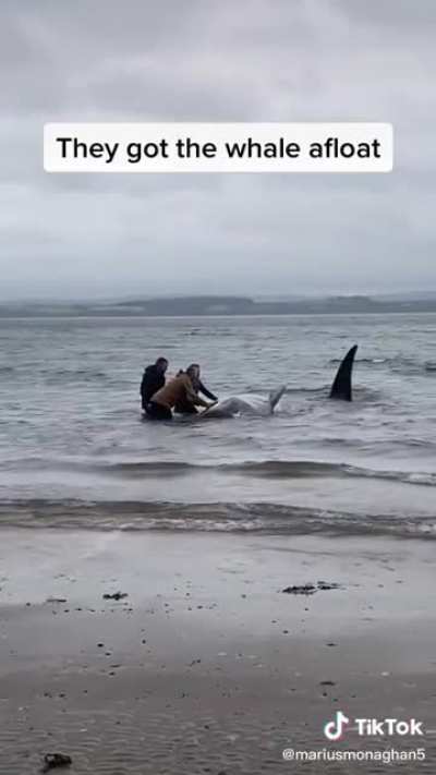 Why whales do this?