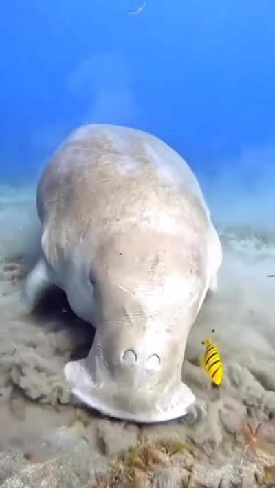 ? Sea Cow or Dugong