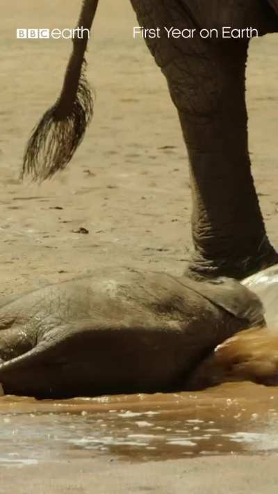 ? Protect the baby elephants at all costs