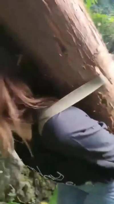 Normal day in the woods