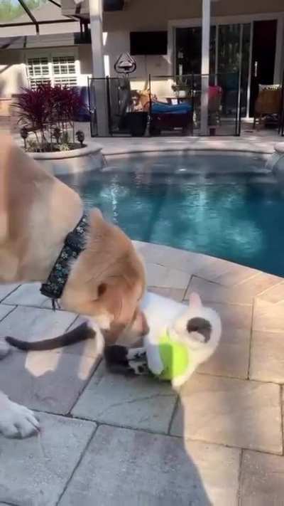 To get a tennis ball