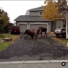 “This is some fuckin National Geographic shit"