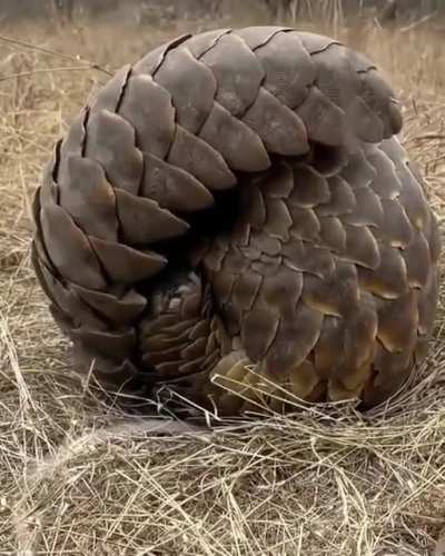 ? This close up of a pangolin.