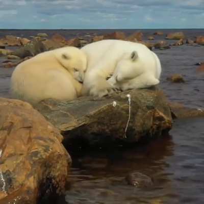 ?Sleeping polar bear (Ursus maritimus)