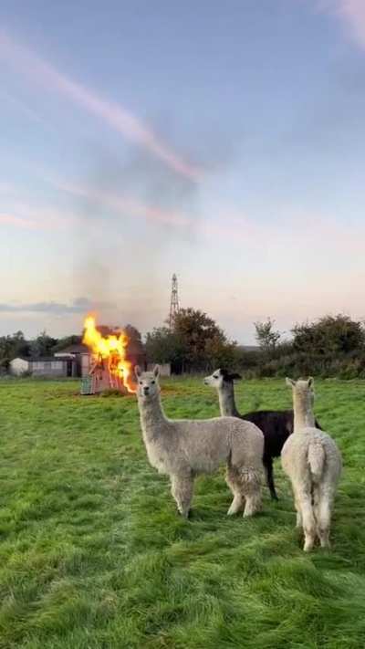They didn't start the fire