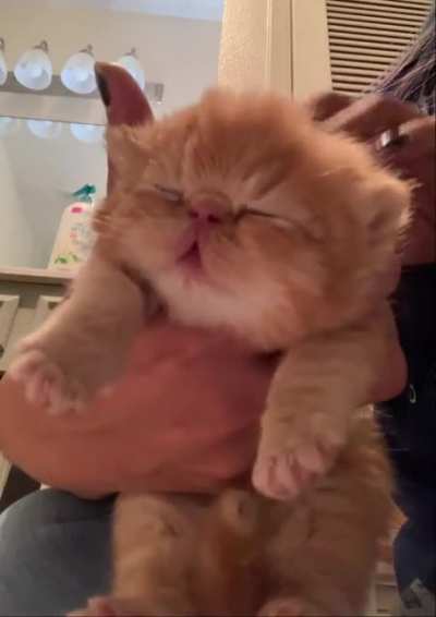 Head rubs are his favorite and I happily give them ?