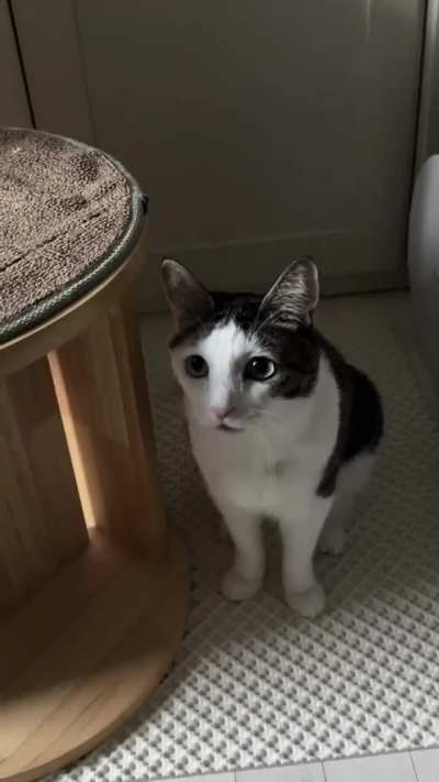 I adore this cute kitty, she is so elegant!?