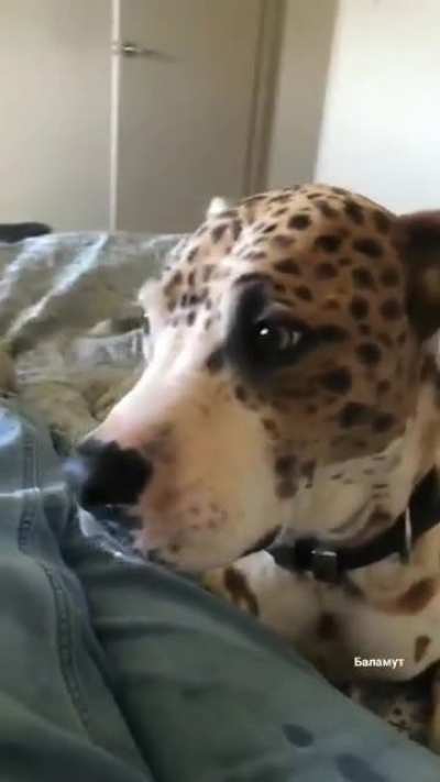 Cuddling a pet leopard.