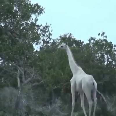 ? White giraffes spotted in Kenya