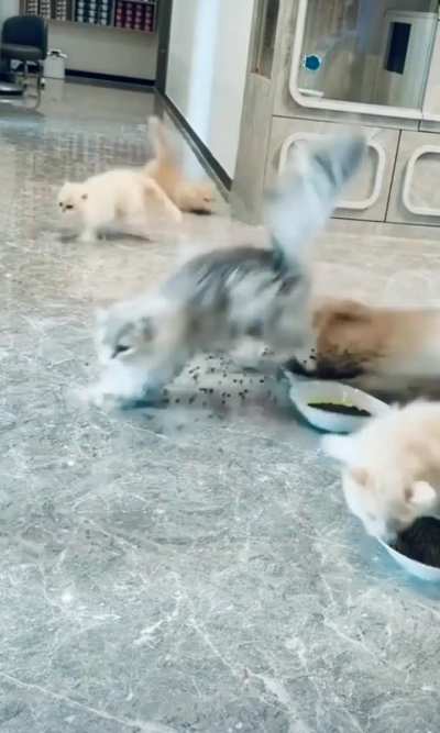 Feeding frenzy