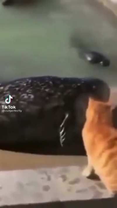 ? cat slaps seal