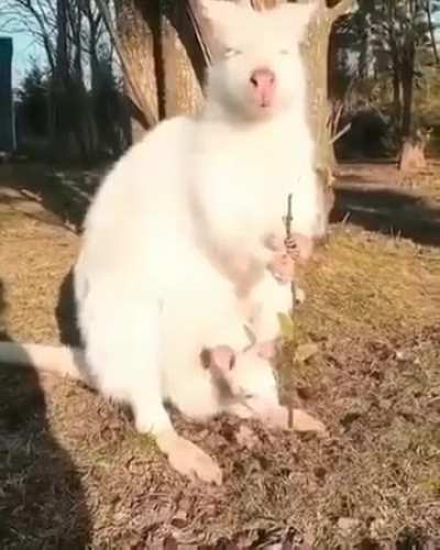 ? Have you ever seen an Albino Wallaby?