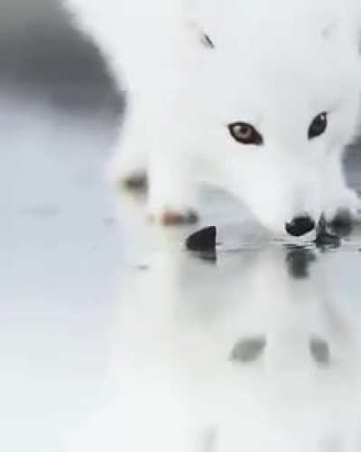 ? A peaceful moment with the Arctic Fox