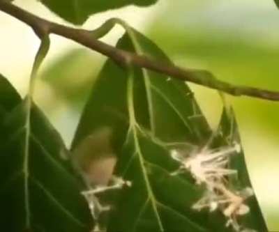 ? Tailor birds sewing their nest