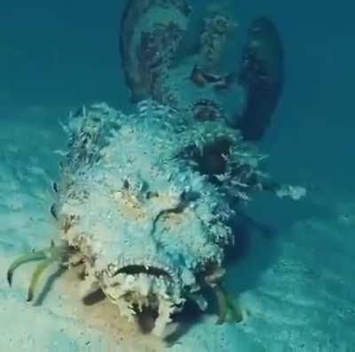 ? Devil scorpionfish on the seabed