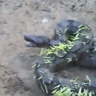 ? Snake tried to eat a Porcupine
