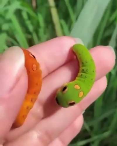 Their official name is swallowtail caterpillar, but I know a Pokémon when I see one! ?