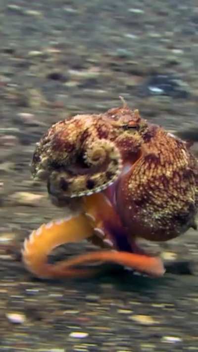 ? Running Octopus ?