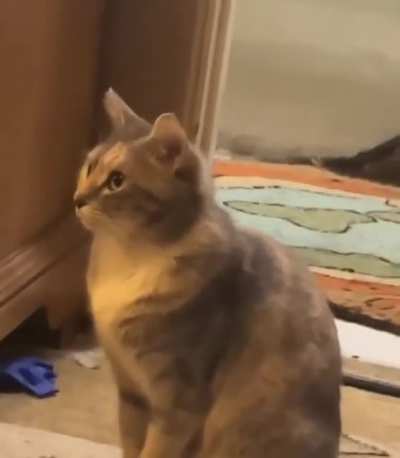 Mom chastising the cat for becoming pregnant and out of wedlock!