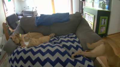 Cat startles dog, which startles cat
