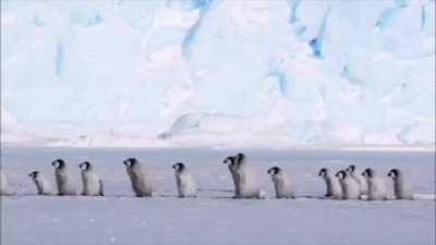 ? Just your average Artic morning - a few pingu chicks out for a stroll...