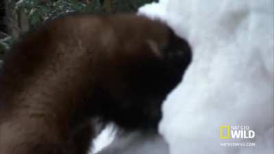 Wolverine (Gulo gulo) is being trained to search and recuse avalanche survivors